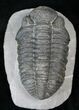 Drotops Trilobite With Perfect Eyes #16073-3